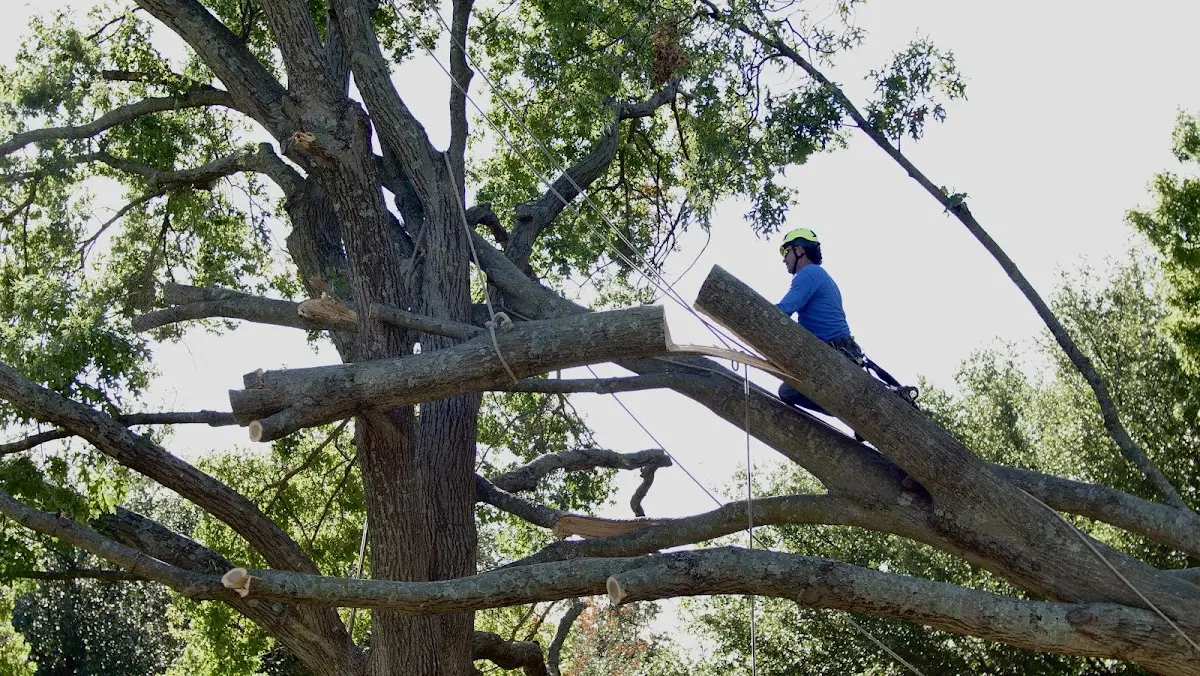 Professional Hazardous Tree Removal performed by certified arborists in Manchester