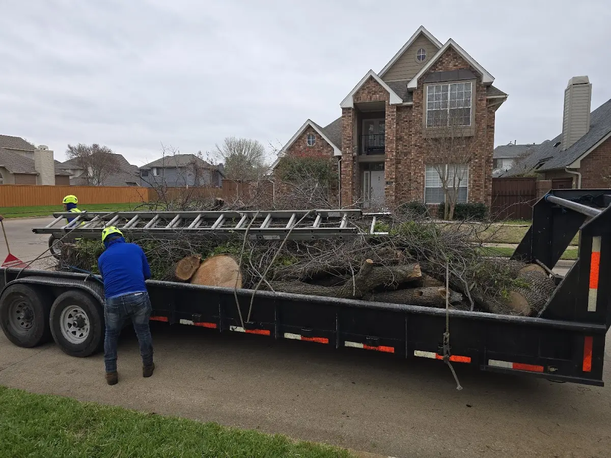Expert Tree Fertilization with proper safety equipment in Manchester